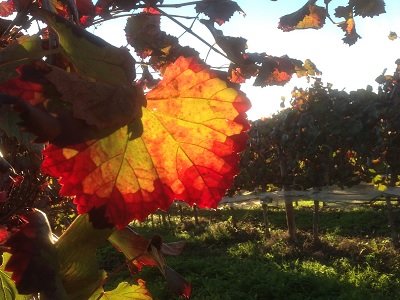 Syrah